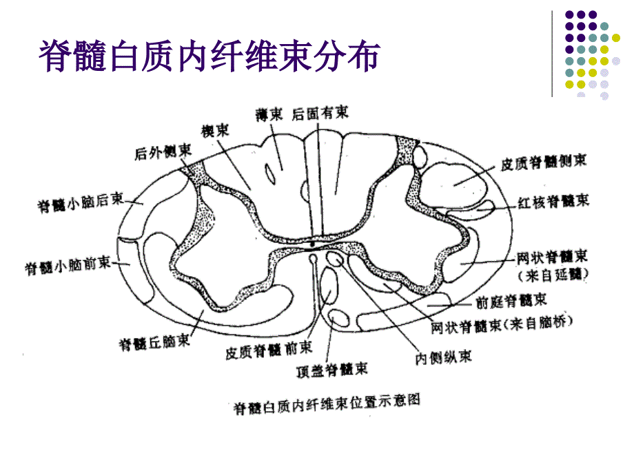 6神经系统-2-PPT文档资料课件_第1页