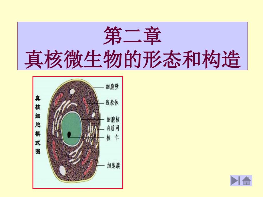 真核微生物的形态、构造课件_第1页