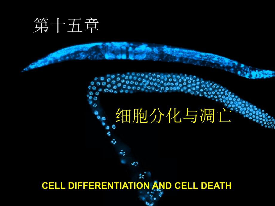 细胞生物学教程第十五章+细胞分化与凋亡课件_第1页