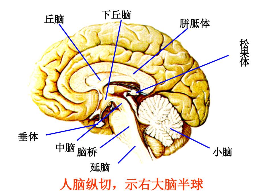 人脑的结构课件_第1页