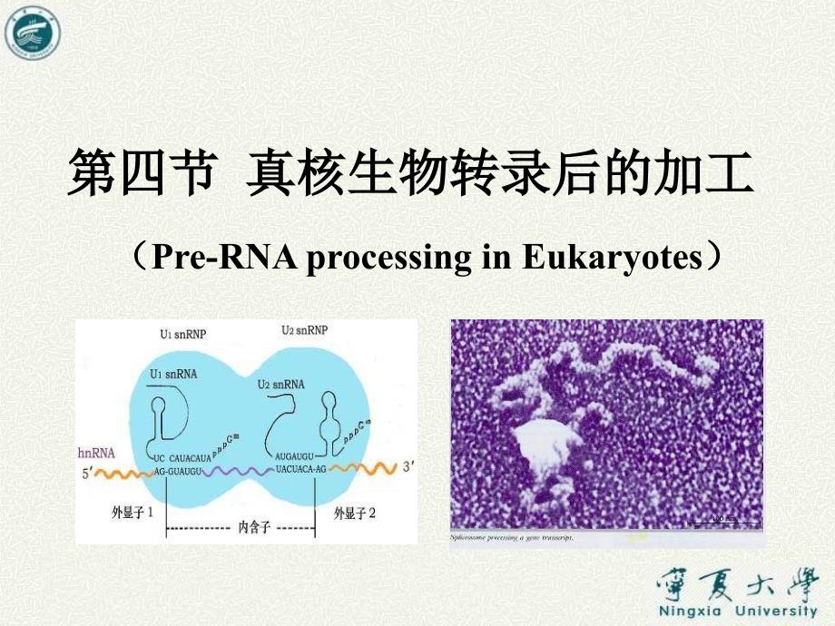 真核生物转录后的加工课件_第1页