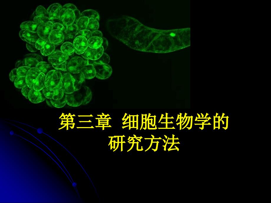 细胞生物学研究方法(5)课件_第1页