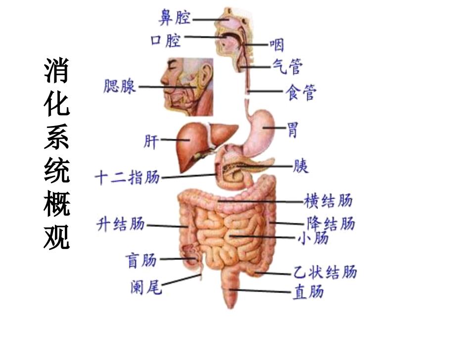 人体的消化系统(图)课件_第1页