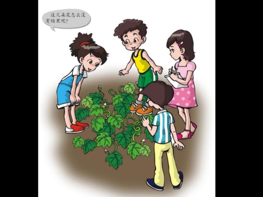 粤教版科学第十三课《植物繁殖的奥秘课件_第1页