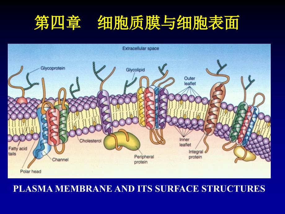 细胞生物学-5细胞膜与细胞表面课件_第1页