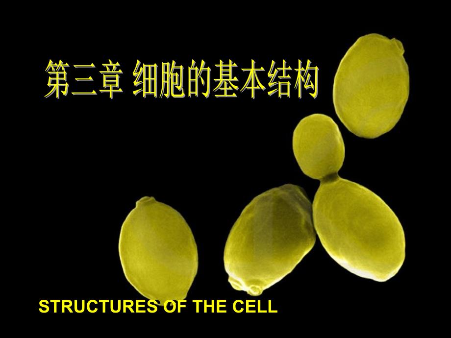 细胞生物学教程第三章+细胞的基本结构课件_第1页