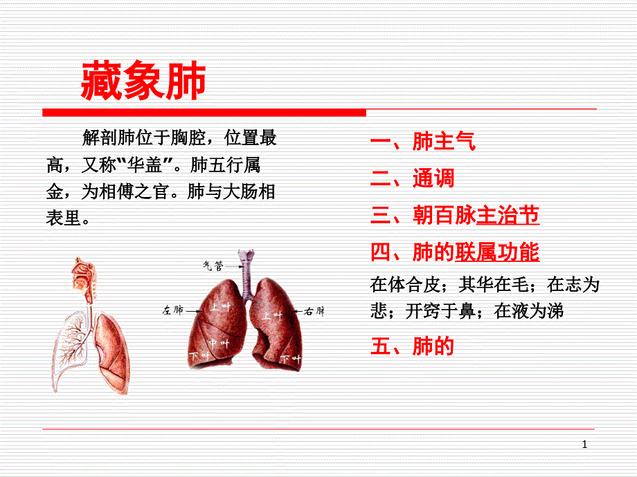 藏象肺 广东中医药大学 中医学_第1页