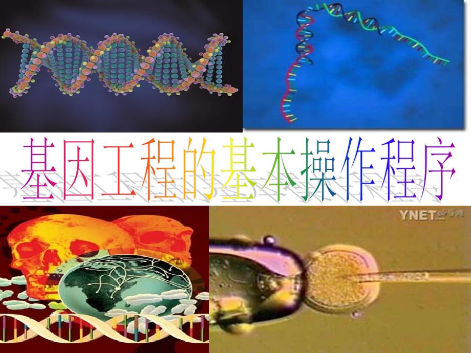 生物：1.2《基因工程的基本操作程序》ppt(新人教版选修3)_第1页