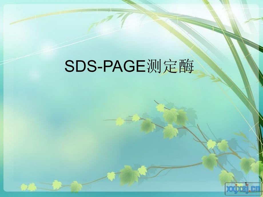 第四组SDS-PAGE测定酶_第1页