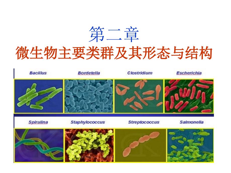 第二章 微生物主要类群及其形态与结构_第1页