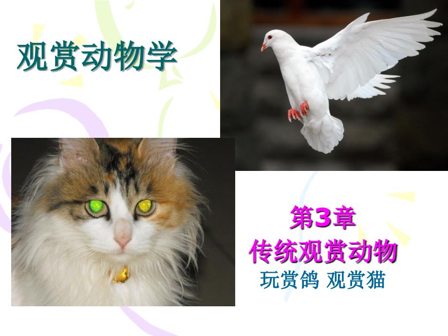 观赏动物学玩赏鸽观赏猫课件_第1页