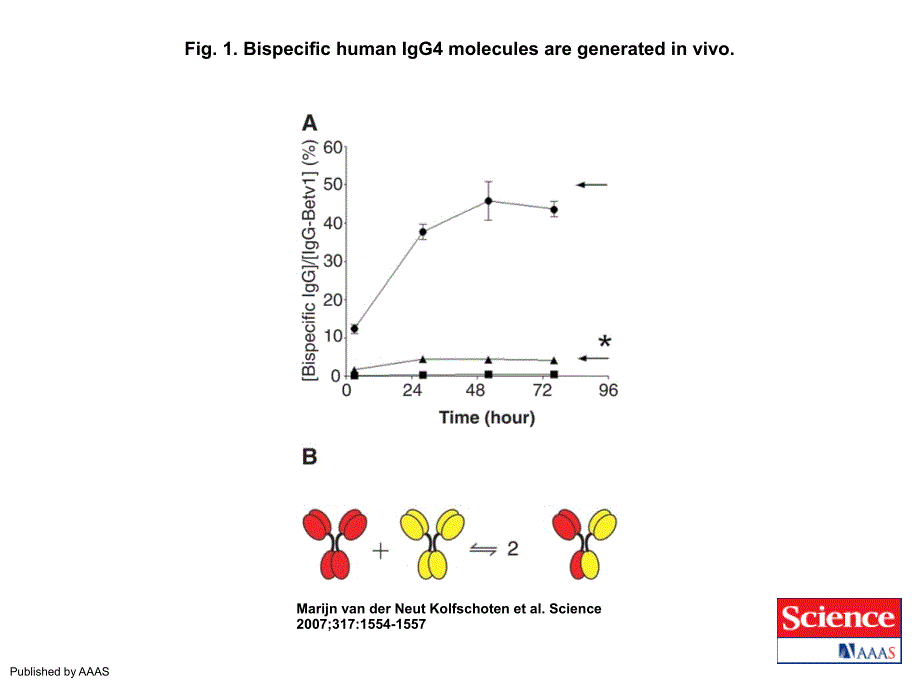 Fig.1.BispecifichumanIgG4moleculesaregeneratedinvivo_第1页