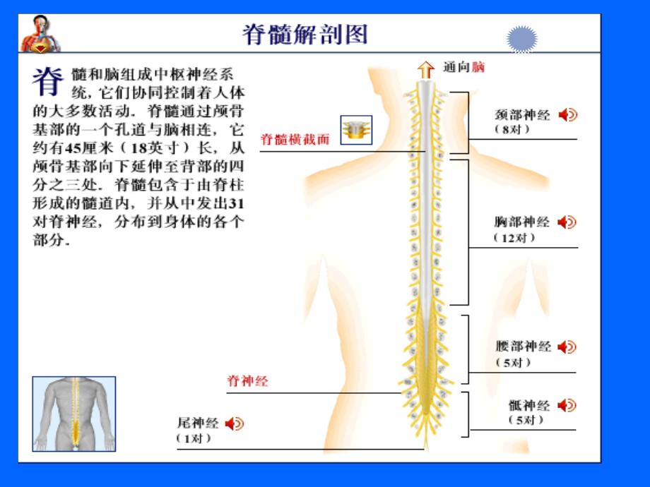 急性脊髓炎【PPT】_第1页