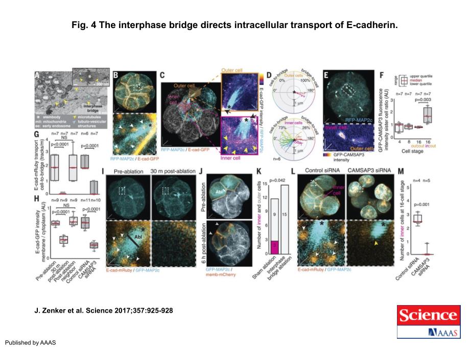 Fig.4Theinterphasebridgedirectsintracellulartransportof_第1页