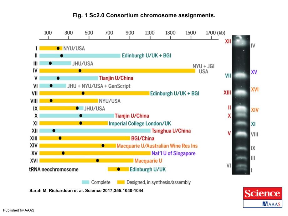 Fig.1Sc2.0Consortiumchromosomeassignments_第1页