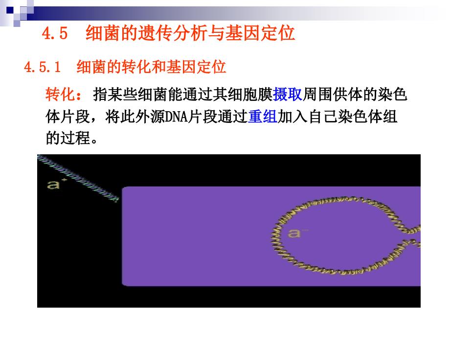 遗传的制作和基因定位下课件_第1页