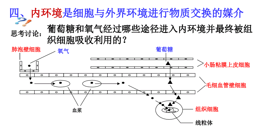 人体体温及调节(讲课)_第1页