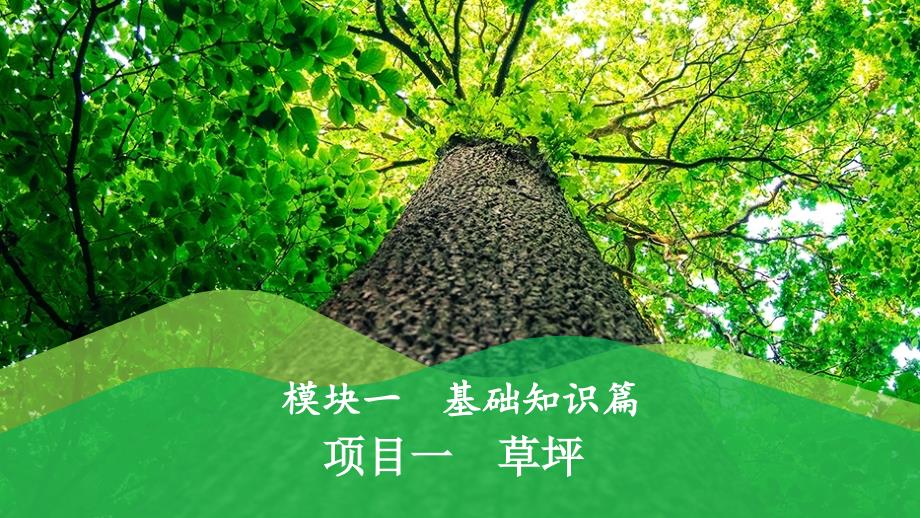 《草坪建植与养护》课件01模块一项目一草坪_第1页