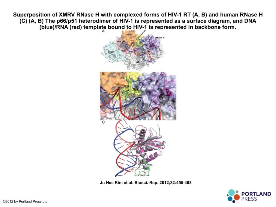 SuperpositionofXMRVRNaseHwithcomplexedformsofHIV_第1页