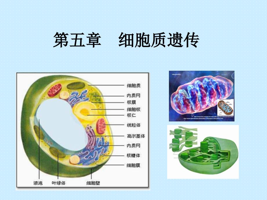 5第五章细胞质基因控制性状的遗传_第1页