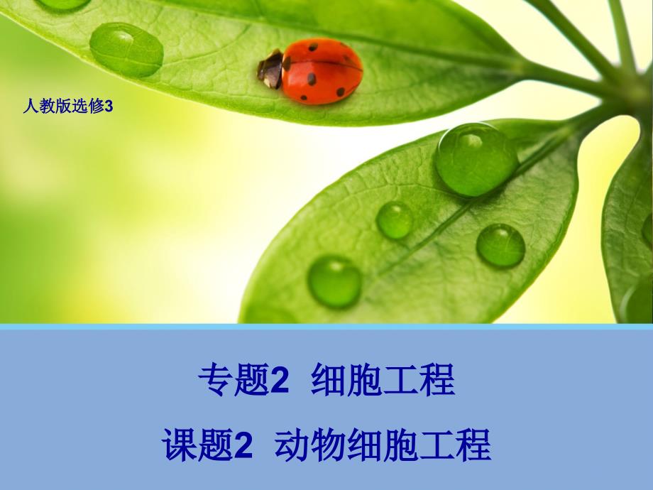 2.2_动物细胞工程_课件_第1页