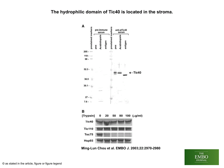 ThehydrophilicdomainofTic40islocatedinthestroma_第1页