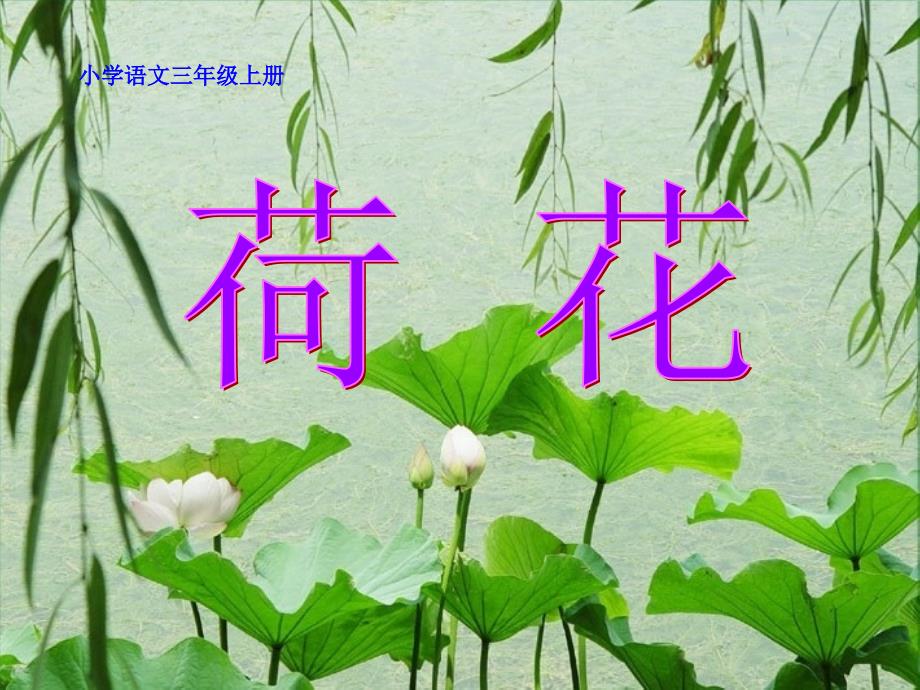 《荷花》课件(苏教版三年级上册_第1页