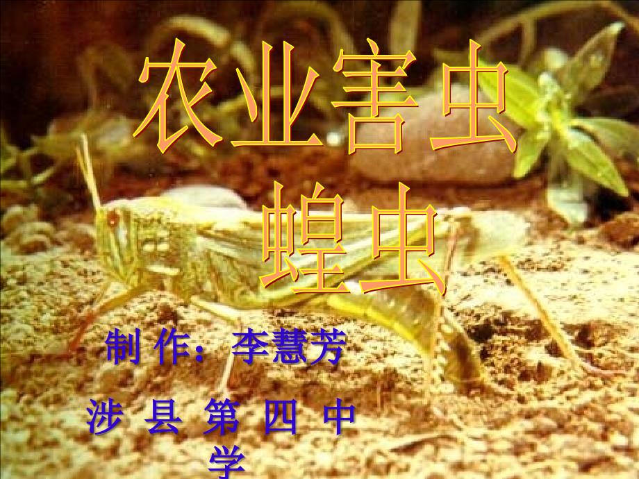 七年级生物蝗虫_第1页