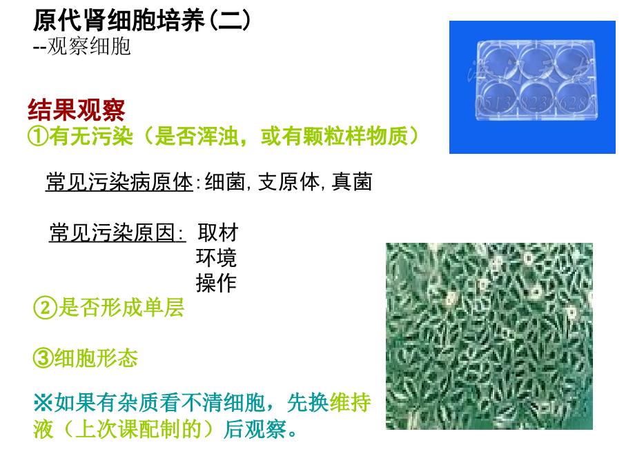 《细胞生物学技术》课件复苏冻存细胞_第1页