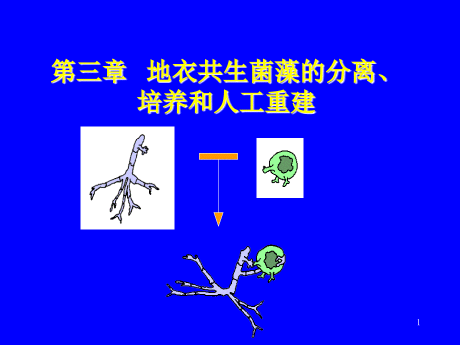 的分离、培养和人工重建_第1页