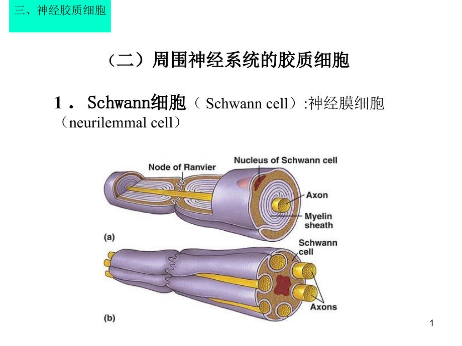 神经组织大班C皮肤_第1页