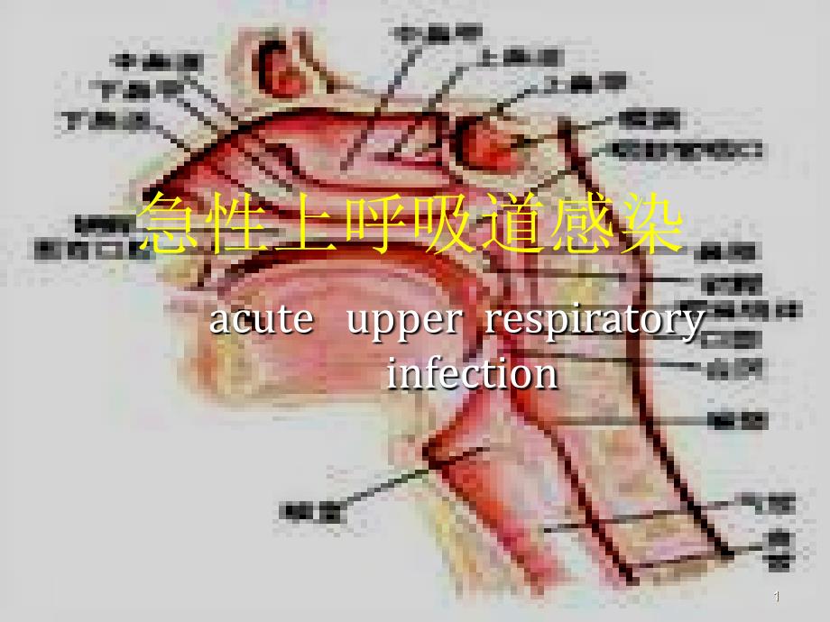 急性上呼吸道感染_第1页