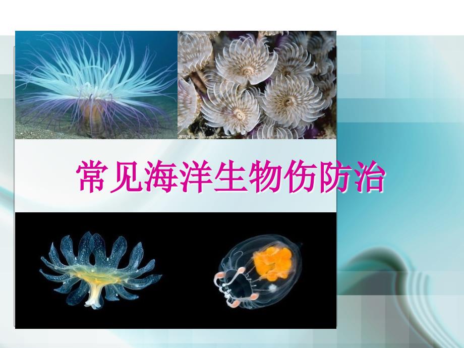 常见的有毒海洋生物 伤防治_第1页