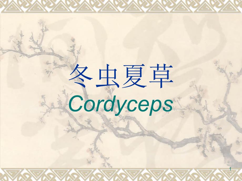 冬虫夏草Cordyceps介绍材料_第1页