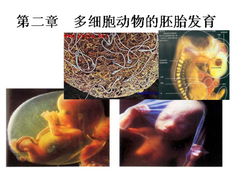 动物生物学 多细胞动物的胚胎发育_第1页