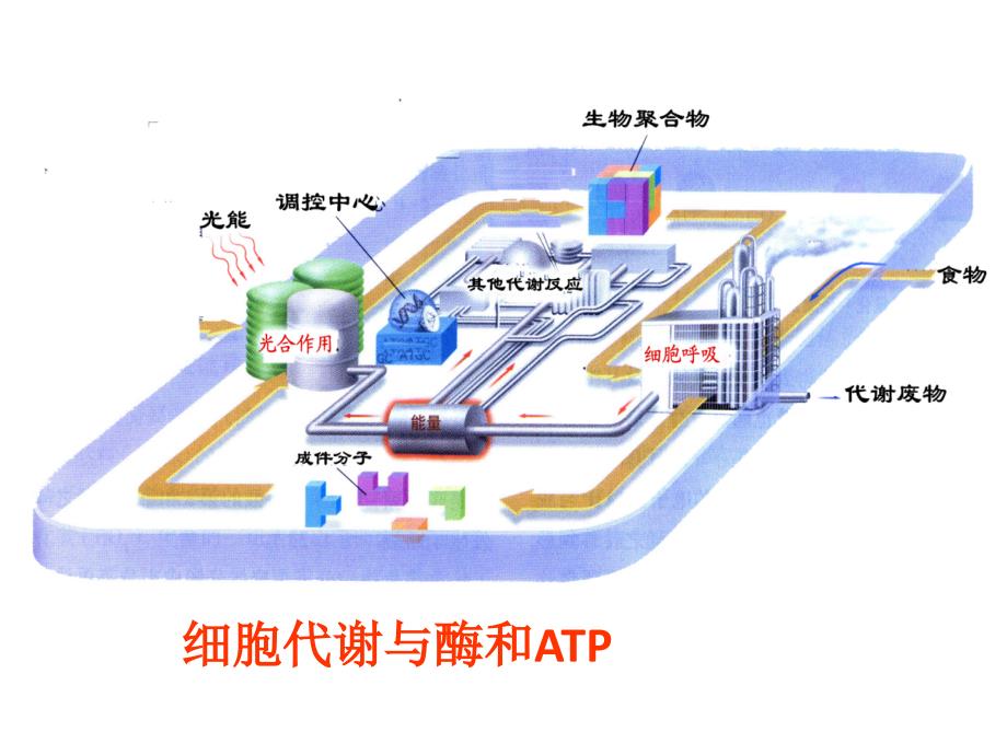 1-3-1 细胞代谢与酶和ATP_第1页