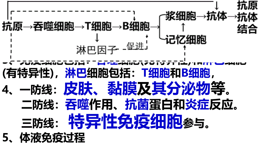 人体的内环境与稳态6-免疫调节2_第1页