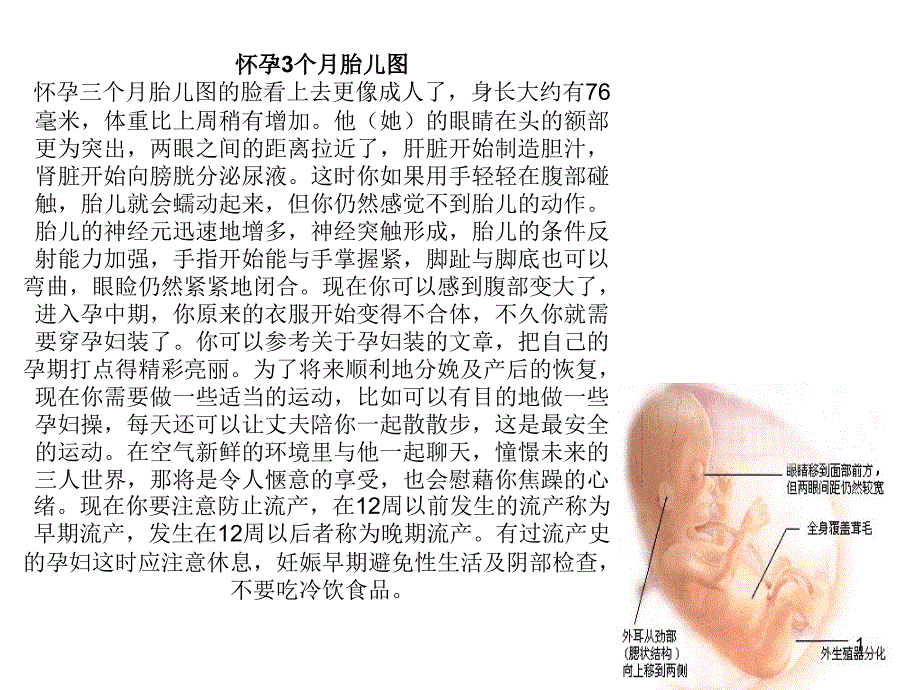 B超图 胎儿发育过程_第1页