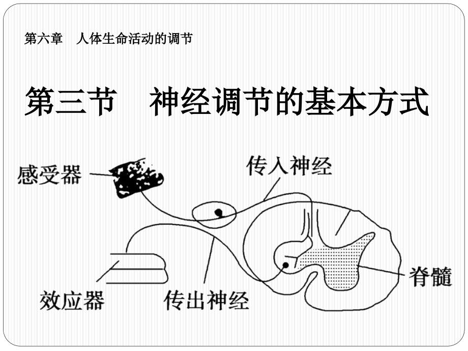 七年级生物下册《神经调节的基本方式》_第1页