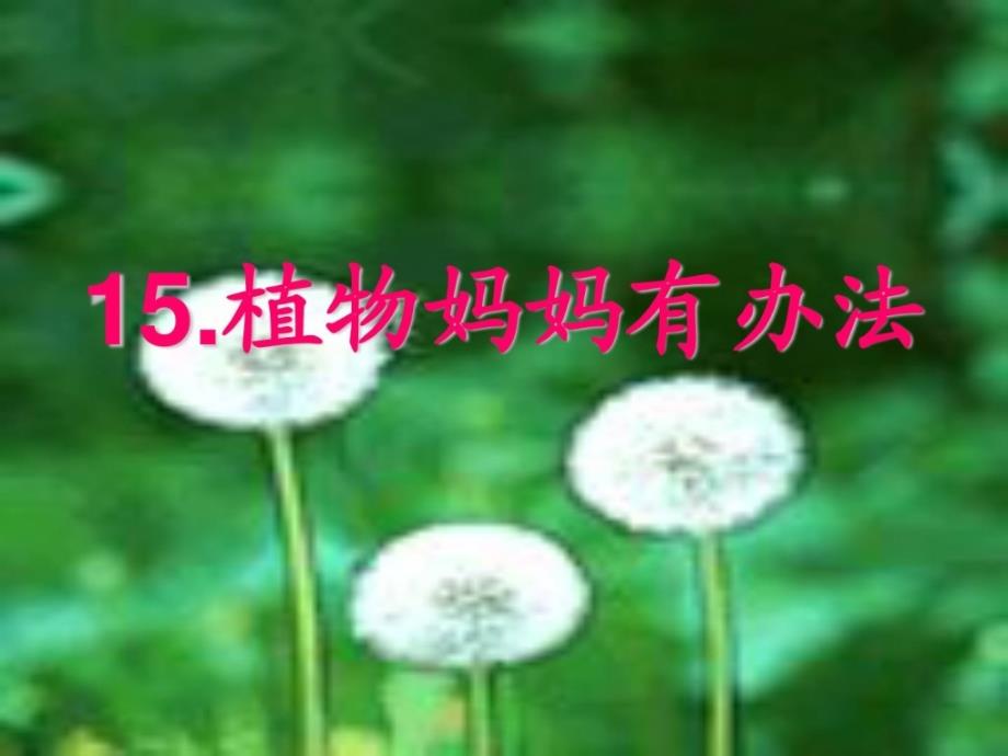 s版二年级语文上册15课植物妈妈有办法课件_第1页