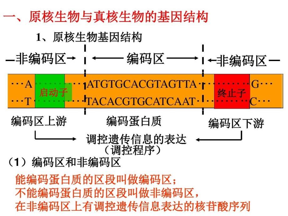 原核生物与真核生物的基因结构课件_第1页