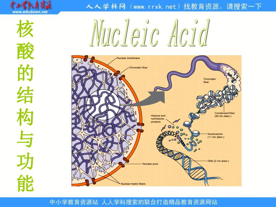 山东版必修1第一节《核酸的结构和功能》课件2_第1页