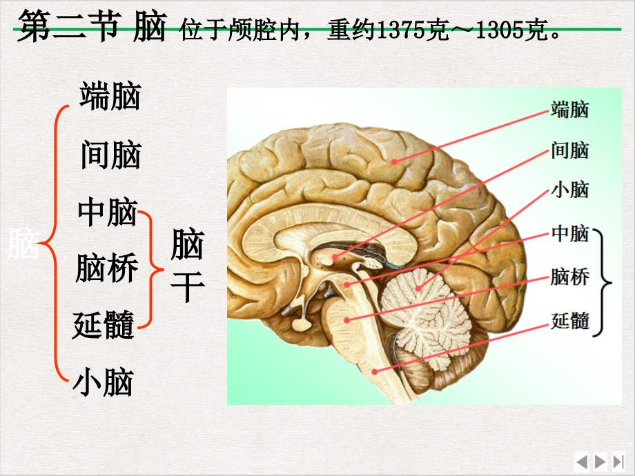 脑干讲课ppt课件_第1页