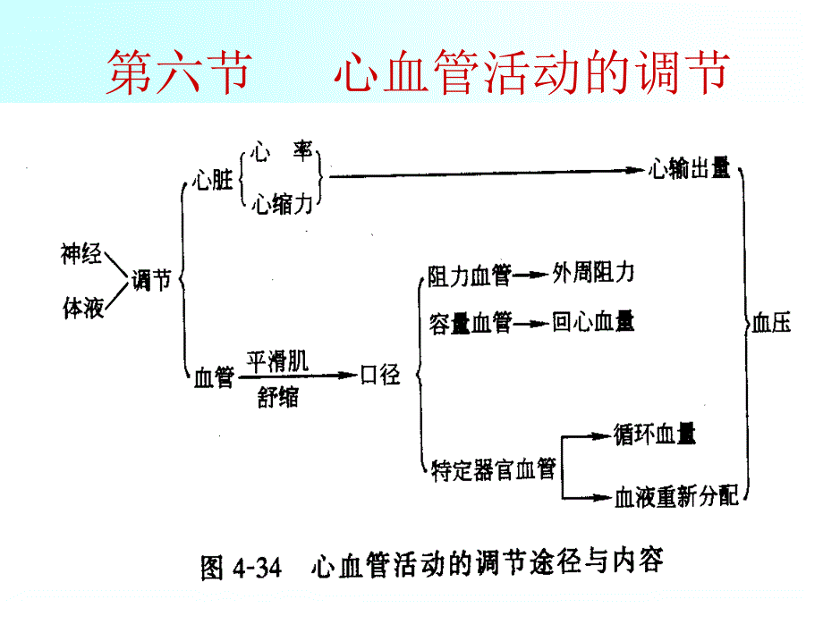 第四章血液循環(huán)第三節(jié)心血管活動(dòng)的調(diào)解課件_第1頁(yè)