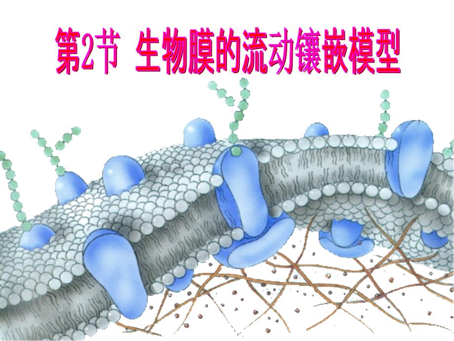 细胞膜的流动镶嵌模型_第1页