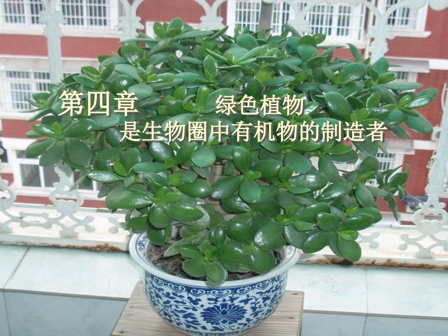 绿色植物通过光合作用制造有机物课件_第1页