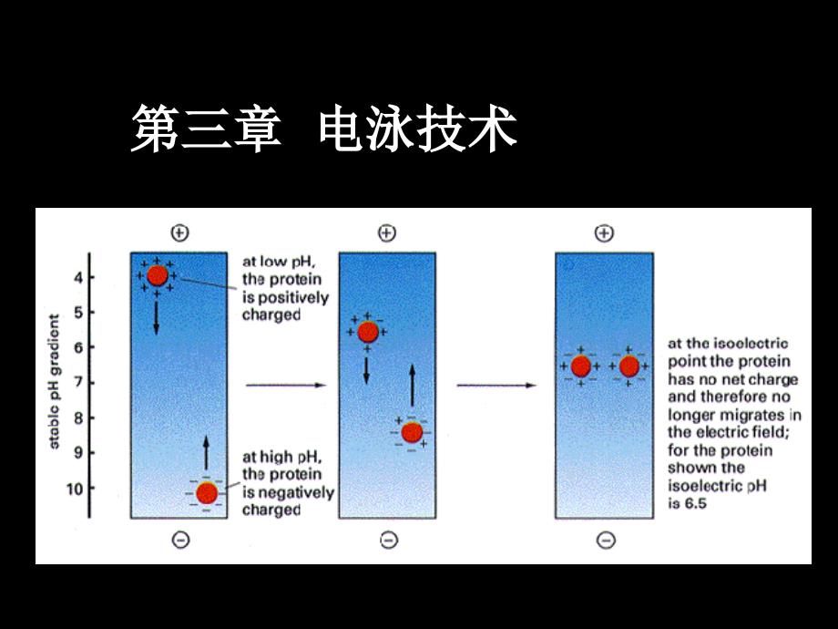 第三章 电泳技术-张静_第1页