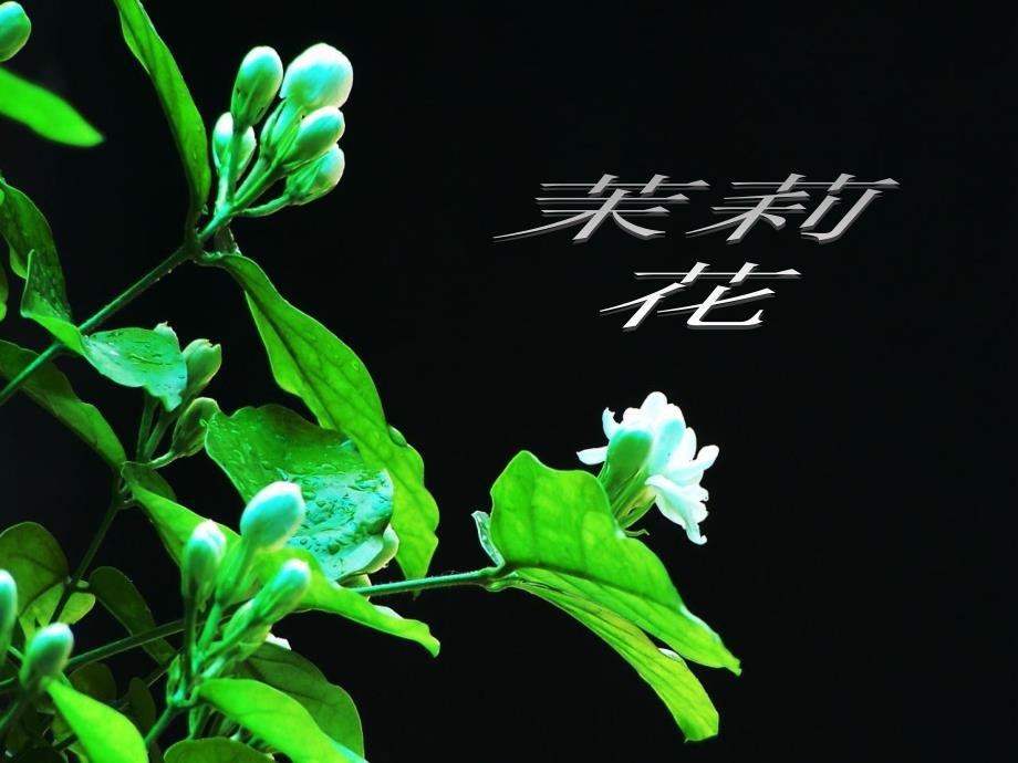 茉莉花音乐ppt课件_第1页