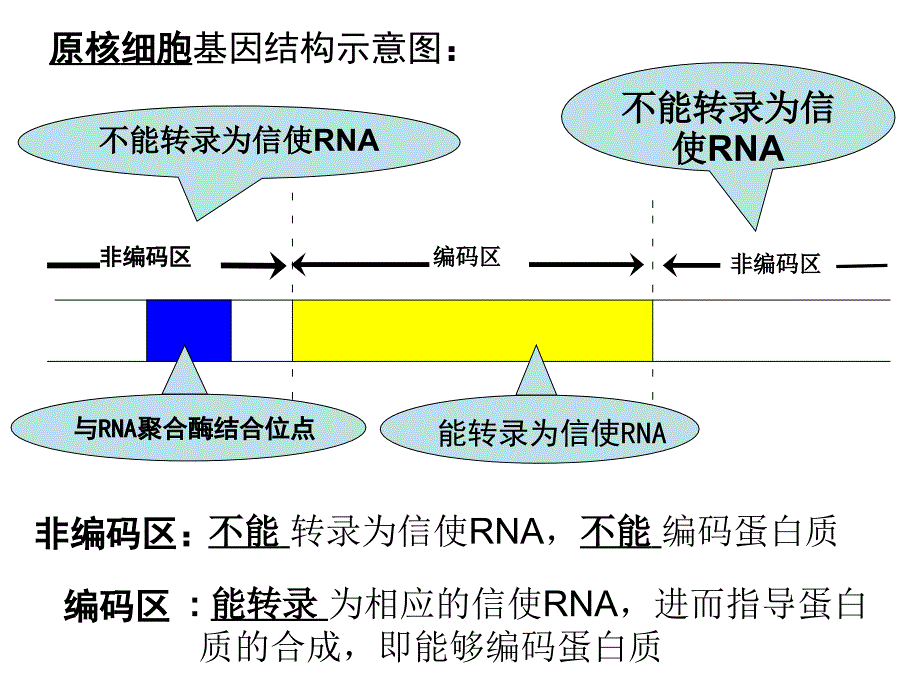 真核原核细胞基因结构示意图_第1页