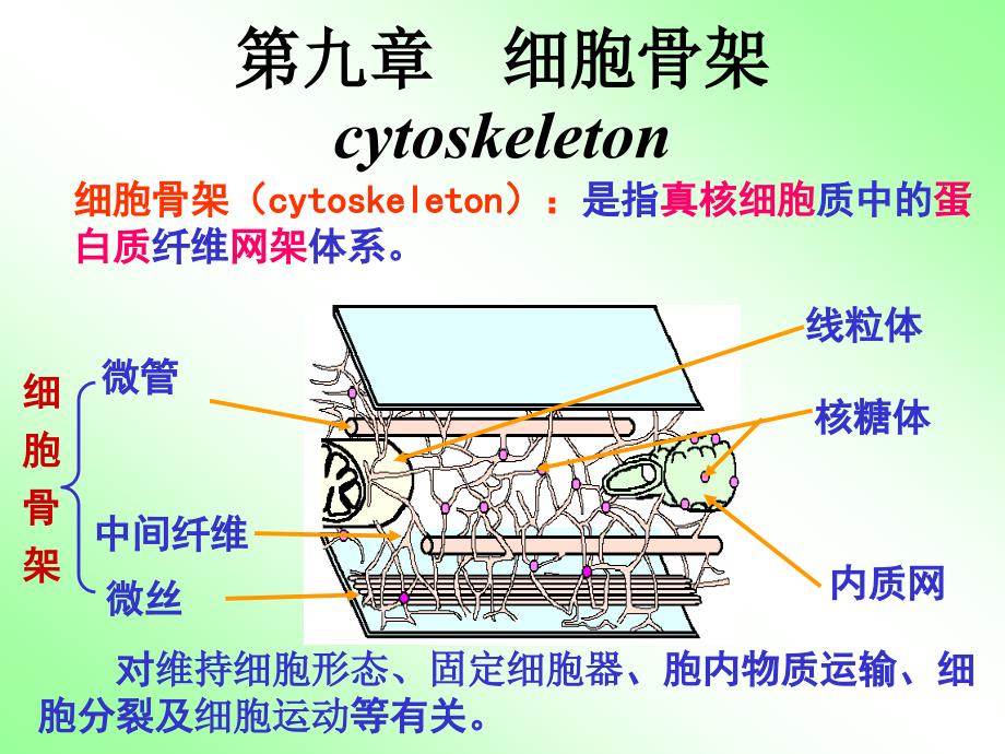 第九章_细胞骨架课件_第1页